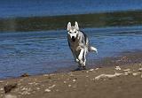 SIBERIAN HUSKY 588